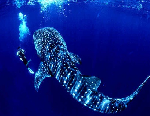 Whale Shark Maldives