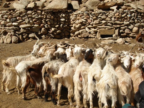 Mountain goats in Ladakh